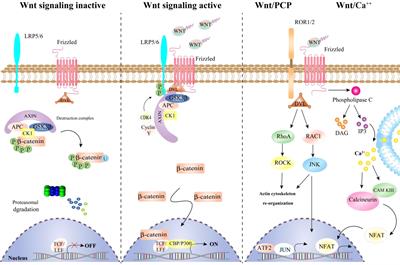 A spotlight on the interplay between Wnt/β-catenin signaling and circular RNAs in hepatocellular carcinoma progression